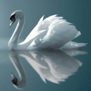 Meet your Posher, Kerriann